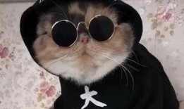 吃瓜娱乐的喵哥是谁,揭秘网络红人的魅力与影响力